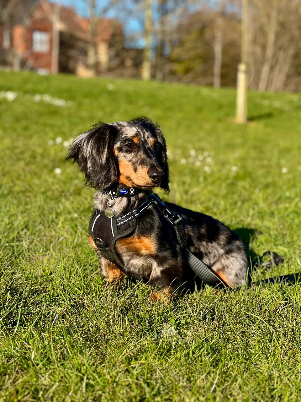 Turbo sitting attentively in a sunny park