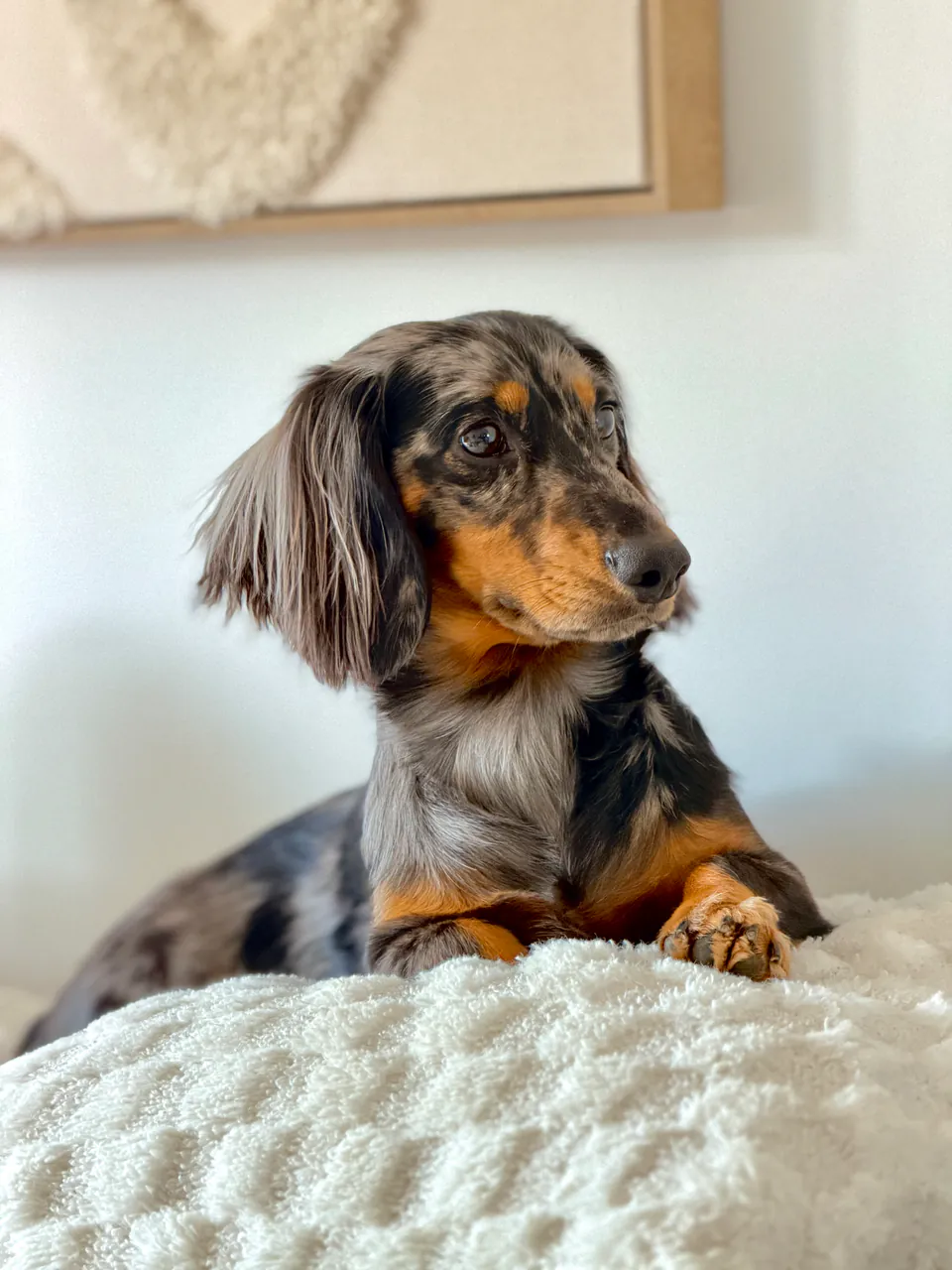Turbo, BarkUp's loving black and grey dapple dachshund, relaxing at home