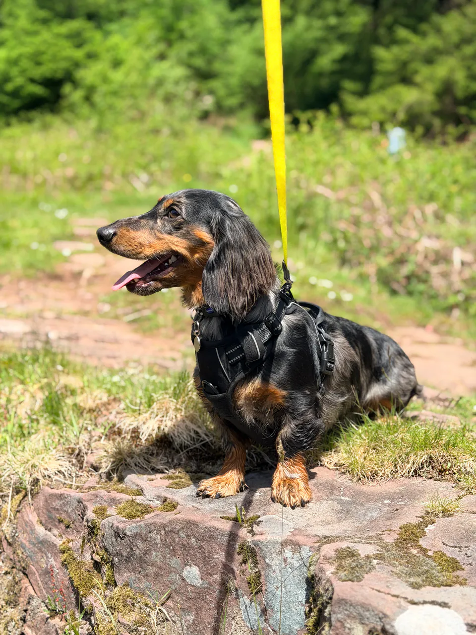 Turbo standing happily on a sunny woodland trail